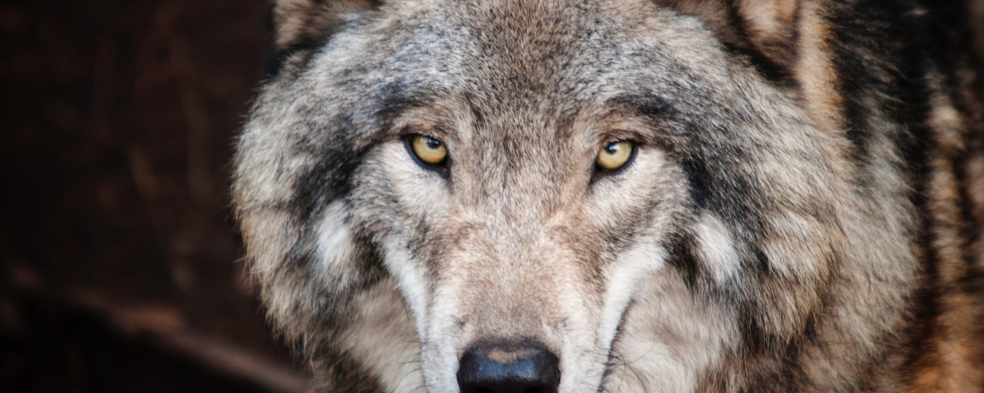 Wild Gray Wolf