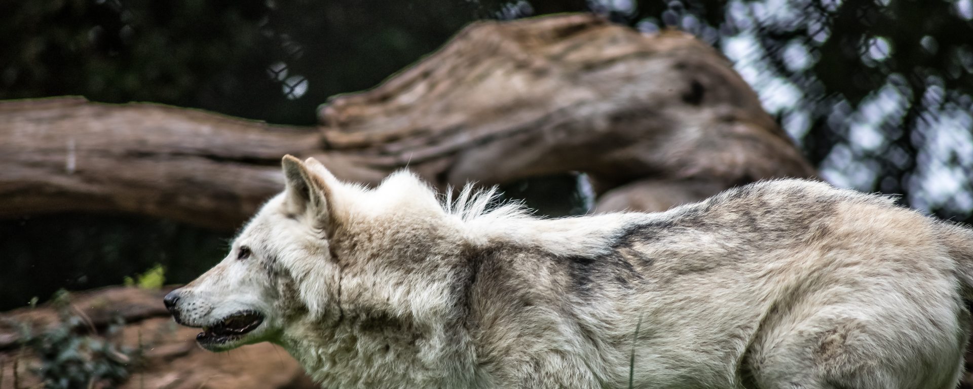 Gray Wolf