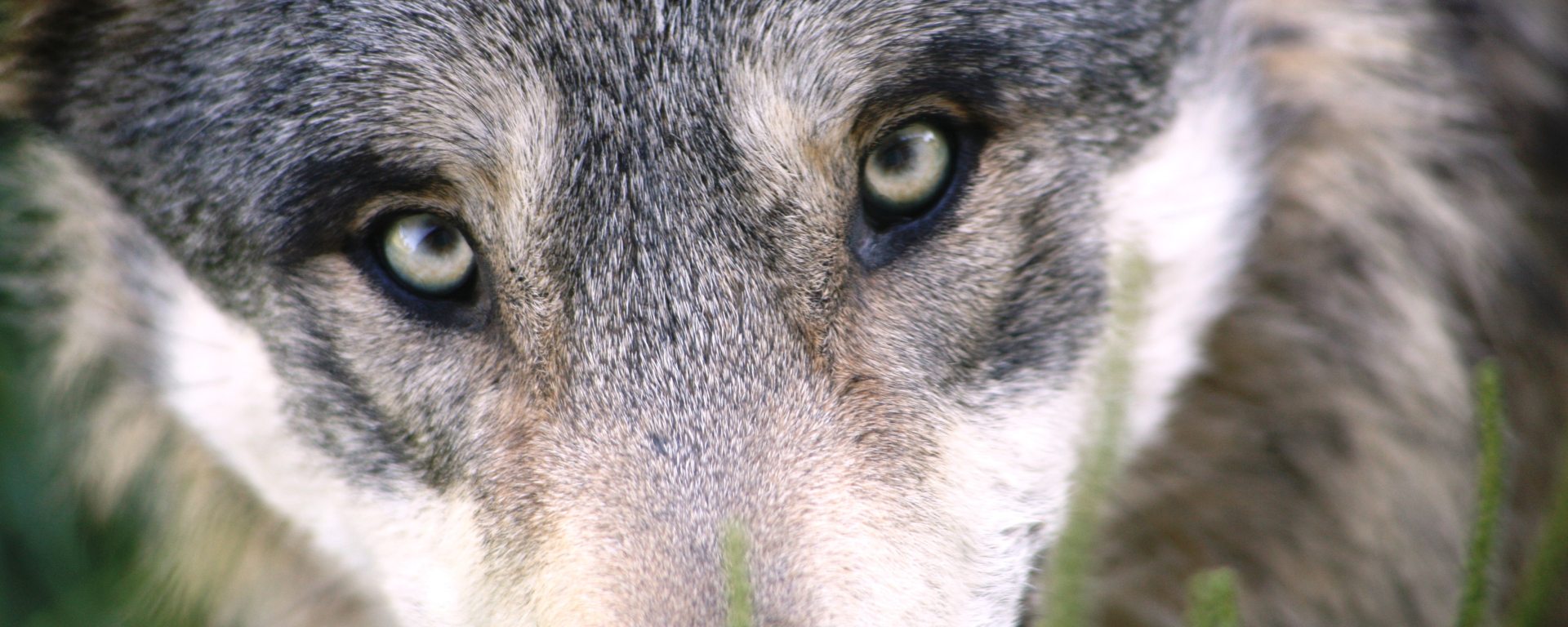 Grey Wolf