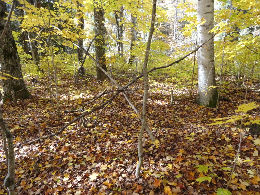 Property of Carter Buschardt - BFRO