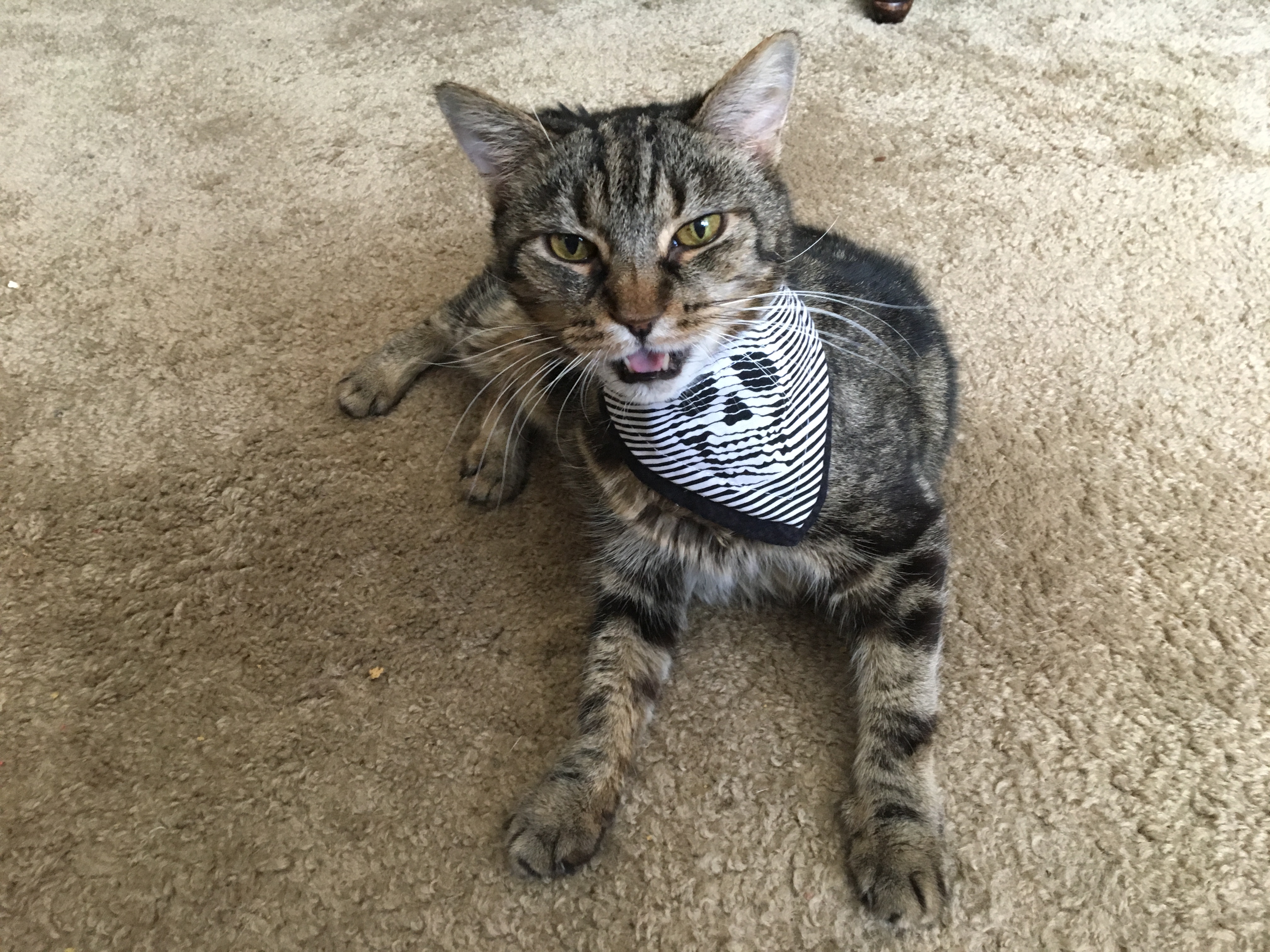 Cat Model and Halloween Bandana