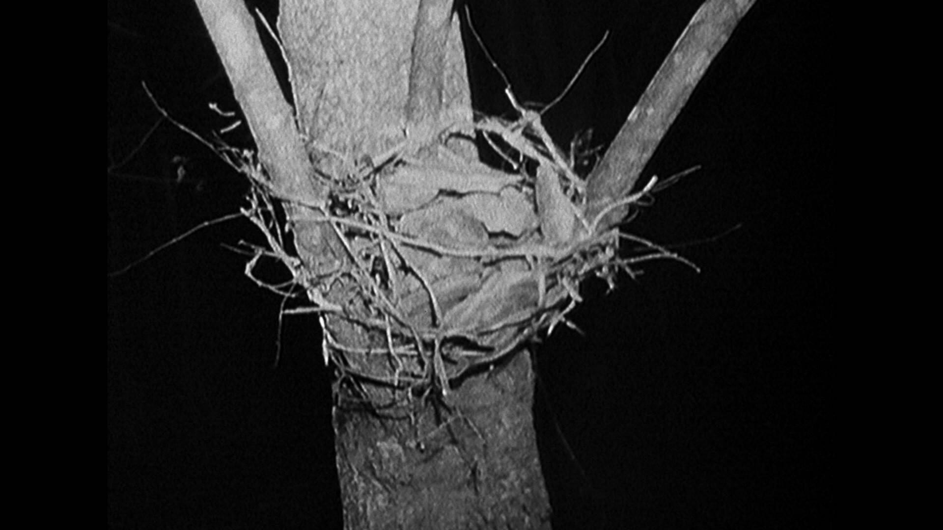 Blair Witch — 2016