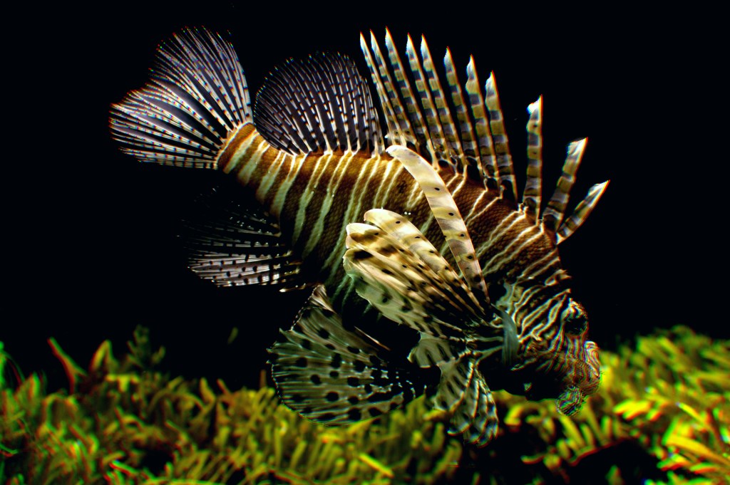 Lion FIsh