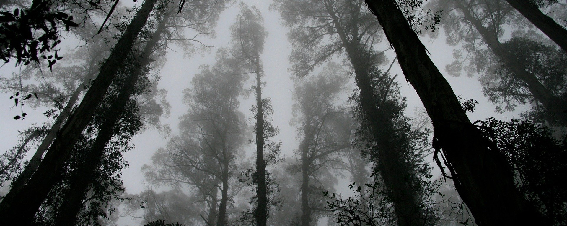 Horror - Forest