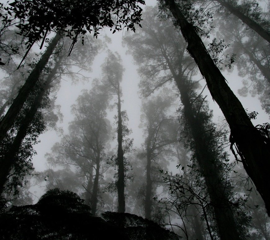Horror - Forest