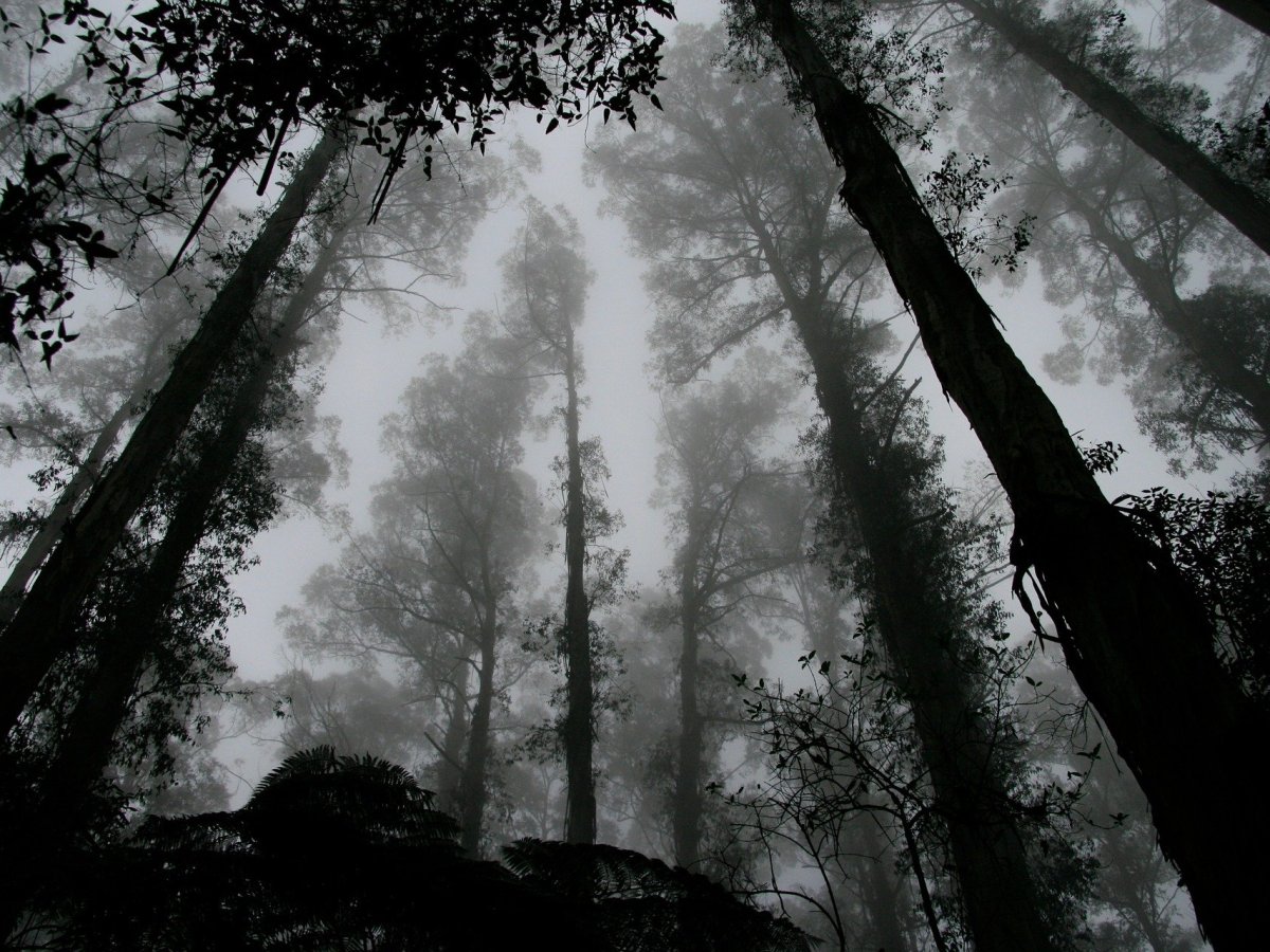 The Bell Witch Cave of Adams, Tennessee