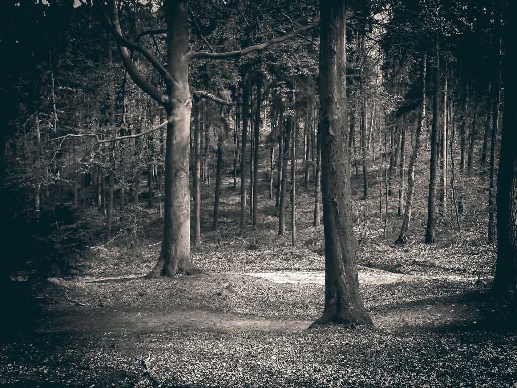 Horror - Forest