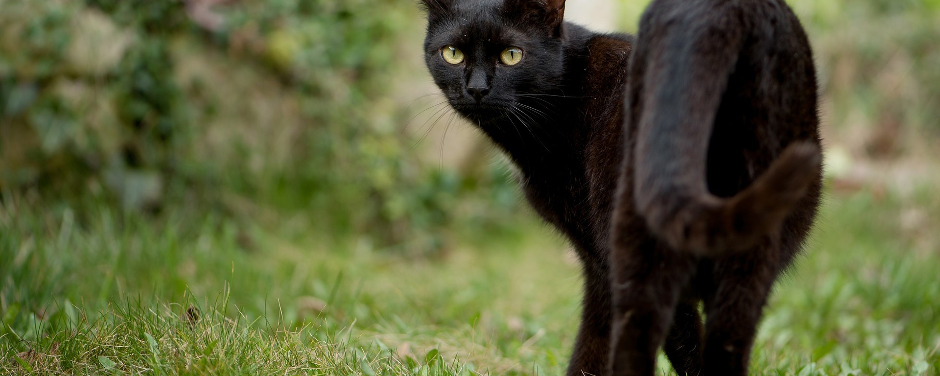 Black Cat