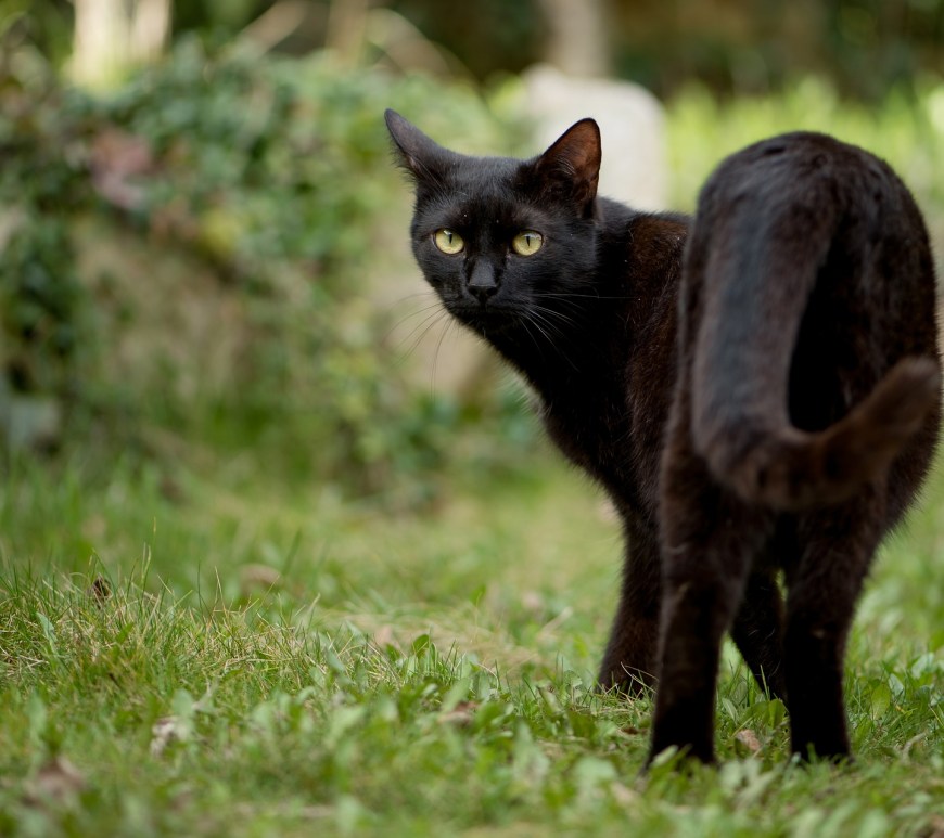 Black Cat