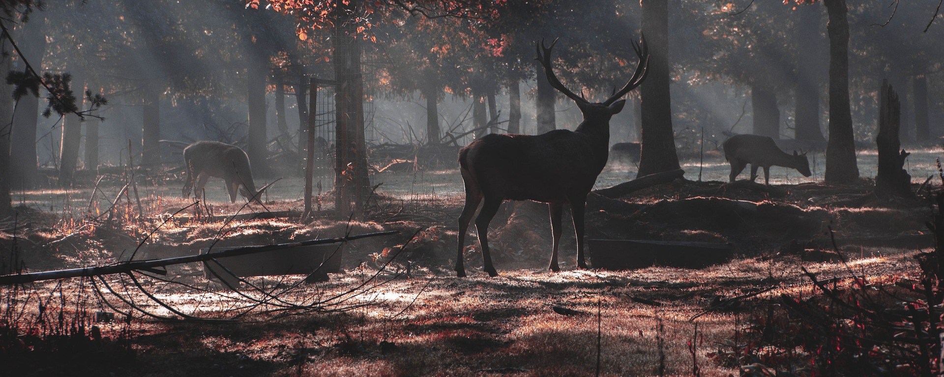 Deer - Autumn