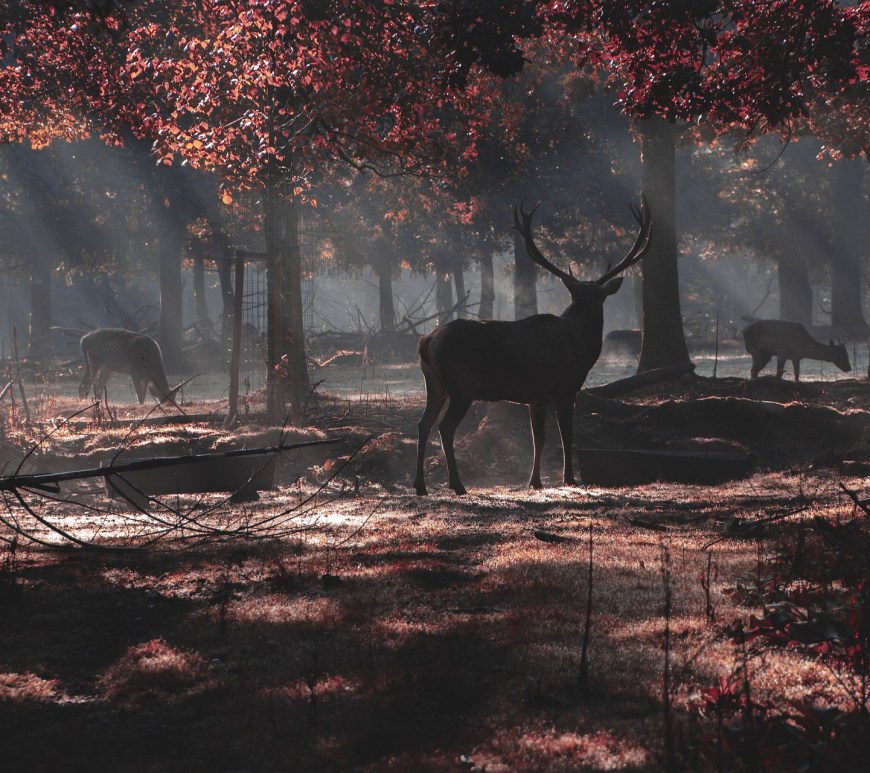 Deer - Autumn
