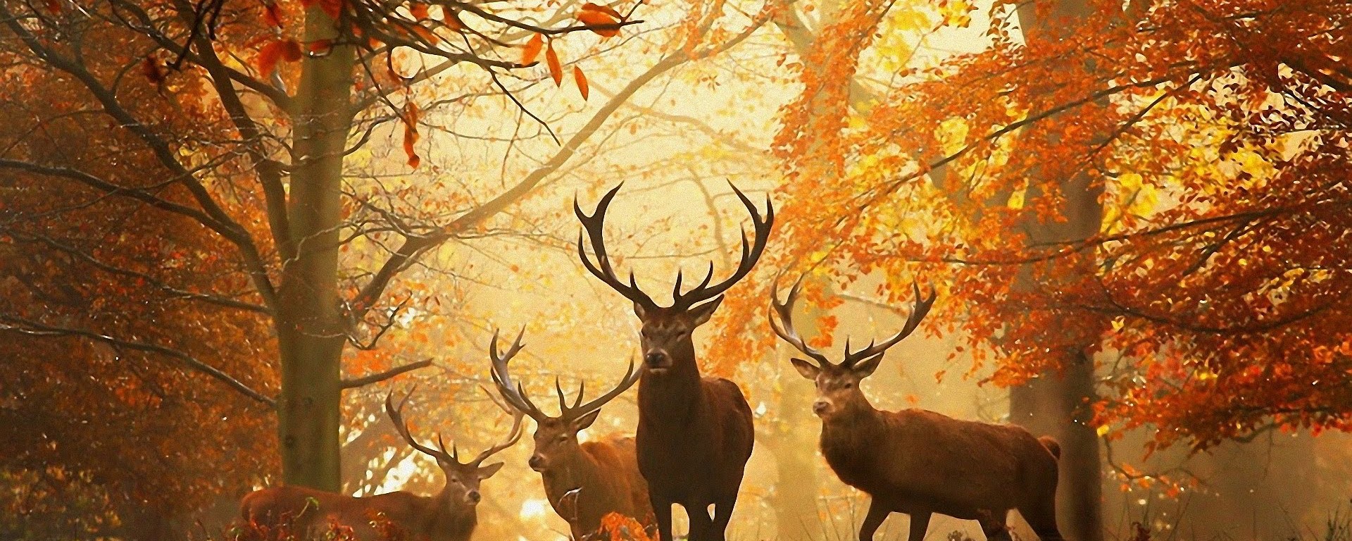 Mabon - Fall - Witchcraft