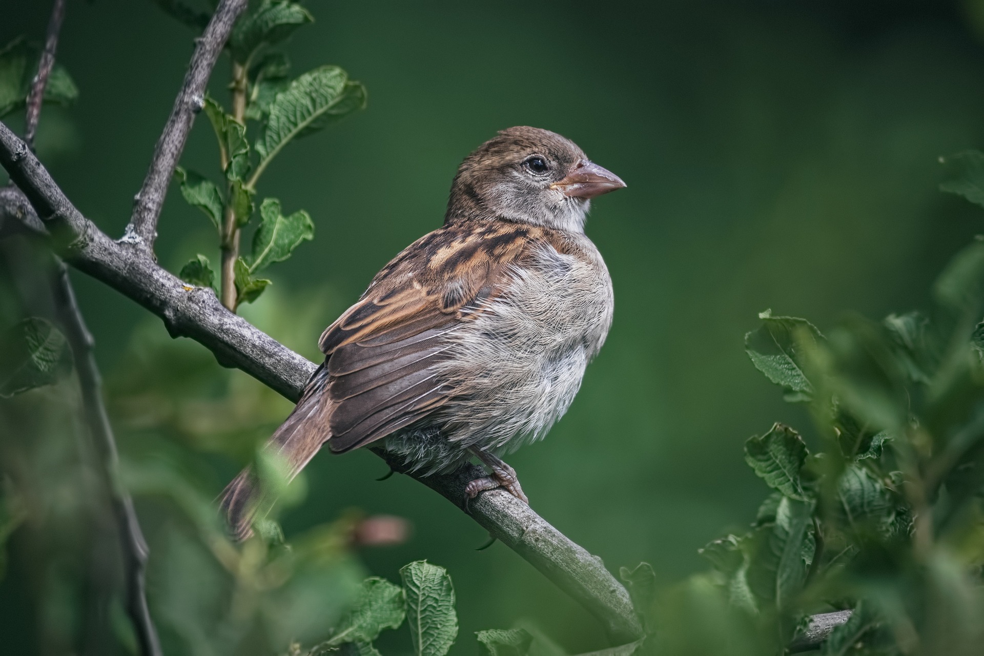 Sparrow