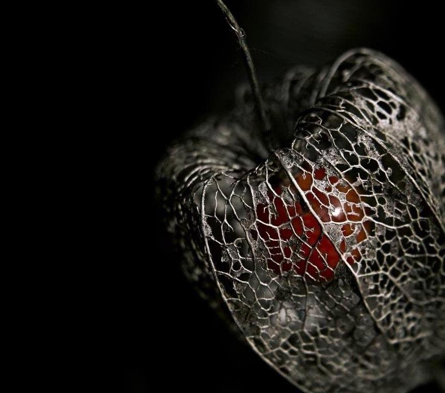 Gothic - Fairy Tale