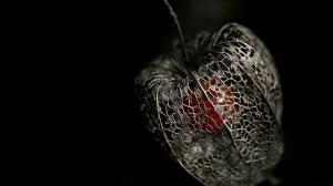 Gothic - Fairy Tale