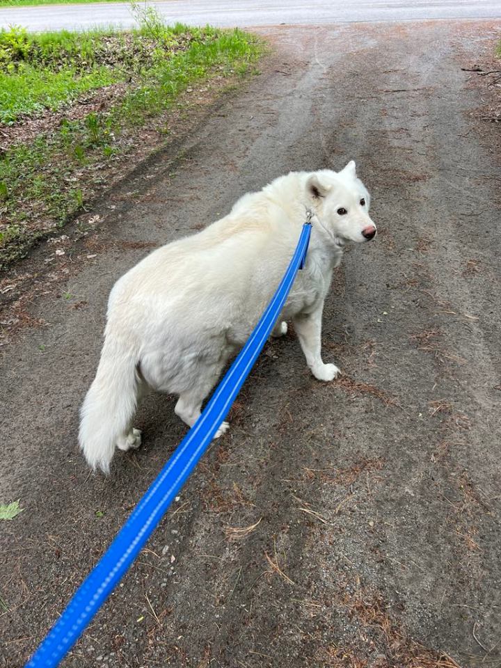 ESA - Alaskan Malamute - Ragnar & Familiar to Katarïna DuBroc