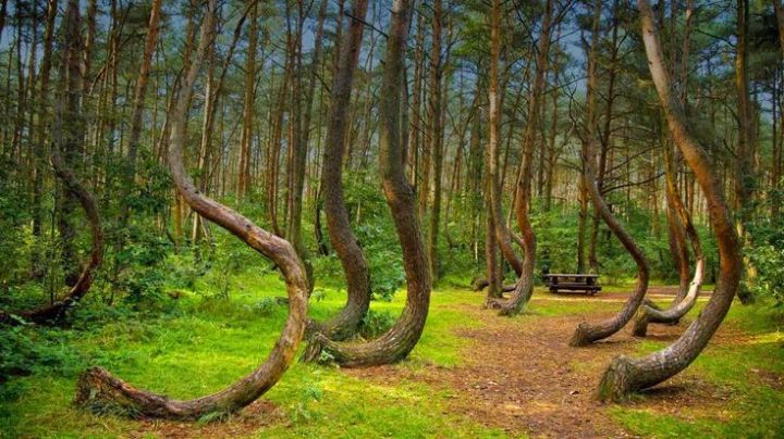 Hoia-Baciu Forest, Romania
